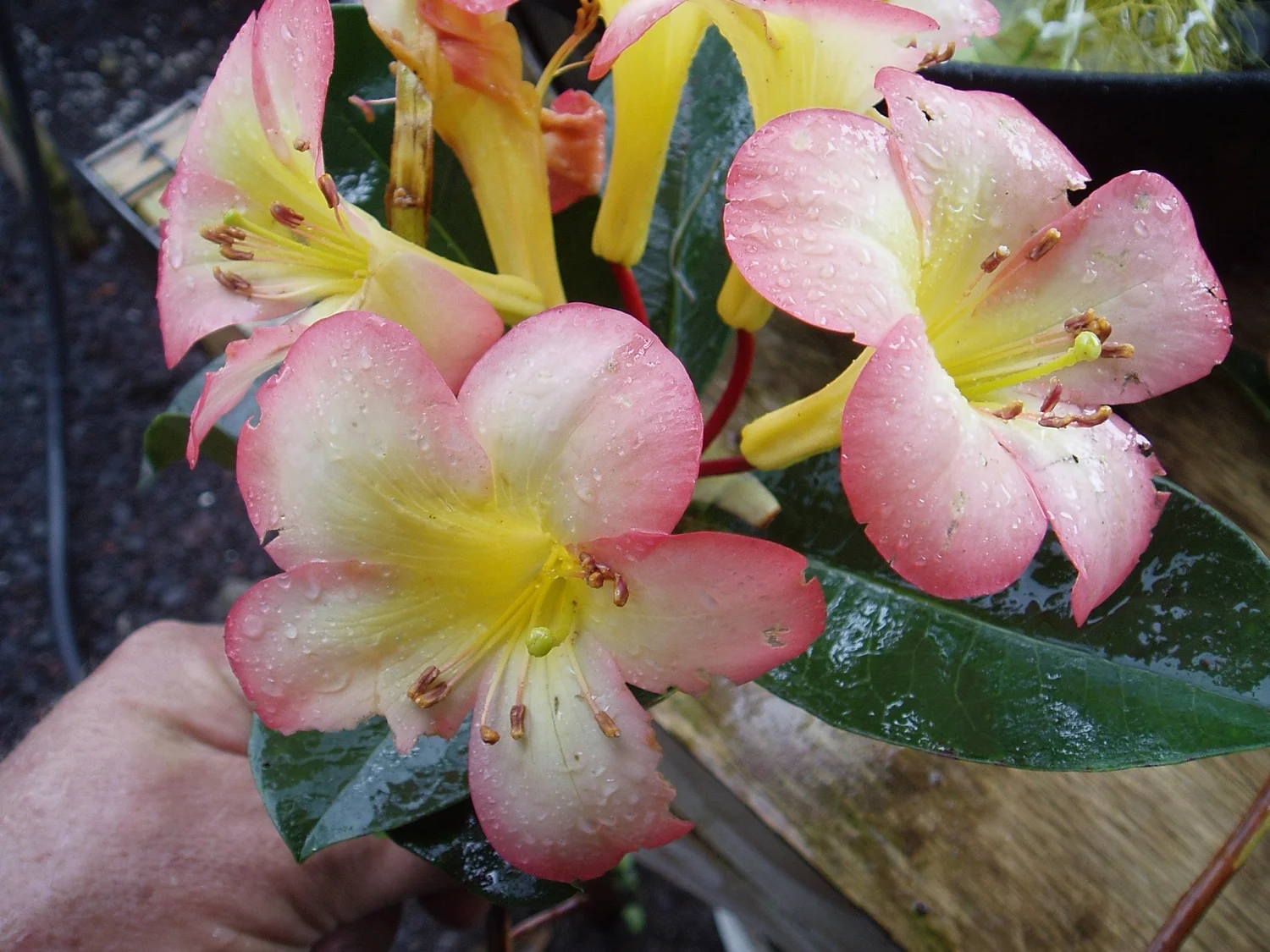 Rhododendron vireya 'Glen Sahara' — Vintage Green Farms with Tom